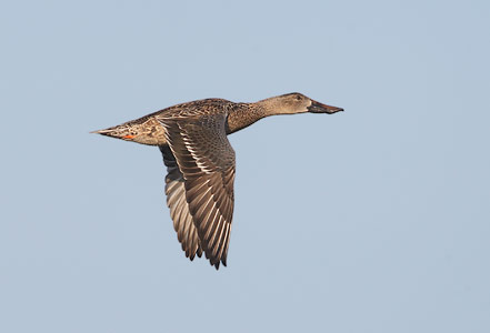Northern Shoveler (Anas clypeata) photo