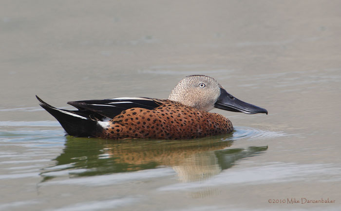 Red Shoveler (Anas platalea) photo
