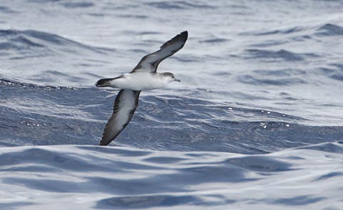 Audubon's Shearwater (Puffinus lherminieri) photo