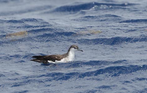 Audubon's Shearwater (Puffinus lherminieri) photo