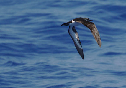 Bannerman's Shearwater (Puffinus bannermani) photo