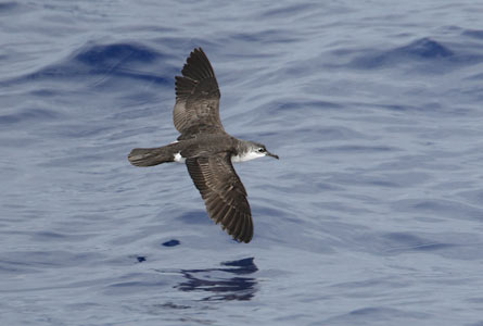 Bannerman's Shearwater (Puffinus bannermani) photo
