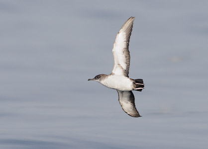 Black-vented Shearwater (Puffinus opisthomelas) photo