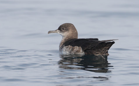 Black-vented Shearwater (Puffinus opisthomelas) photo