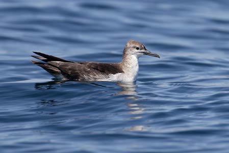 Black-vented Shearwater (Puffinus opisthomelas) photo