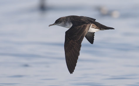 Black-vented Shearwater (Puffinus opisthomelas) photo