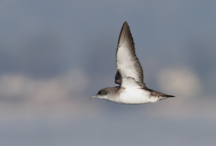 Black-vented Shearwater (Puffinus opisthomelas) photo