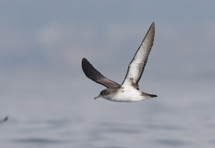 Black-vented Shearwater (Puffinus opisthomelas) photo