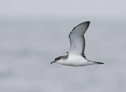 Buller's Shearwater (Puffinus bulleri) photo
