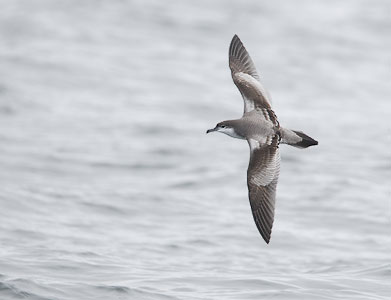Buller's Shearwater (Puffinus bulleri) photo