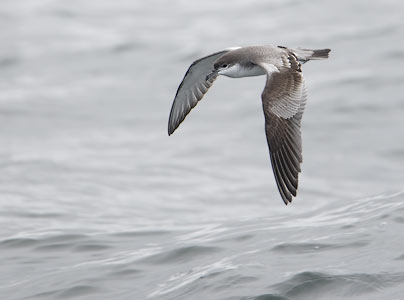 Buller's Shearwater (Puffinus bulleri) photo