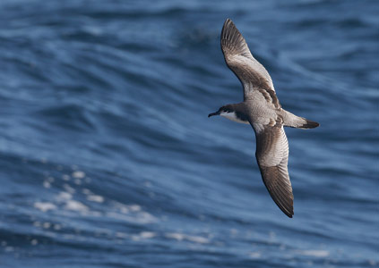 Buller's Shearwater (Puffinus bulleri) photo