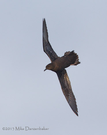 Christmas Shearwater (Puffinus nativitatis) photo