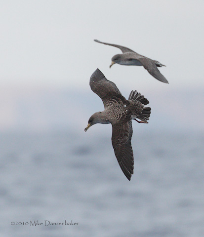 Cory's Shearwater (Calonectris diomedea) photo