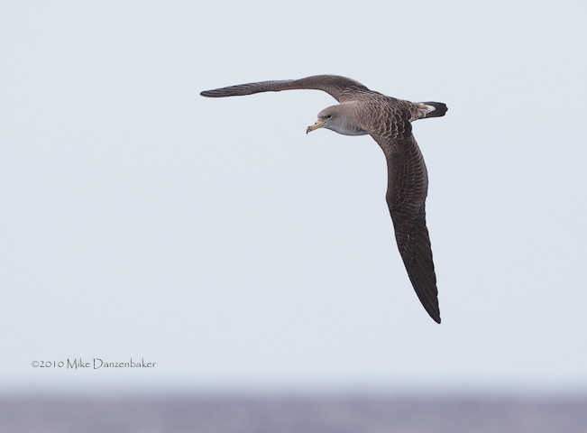 Cory's Shearwater (Calonectris diomedea) photo