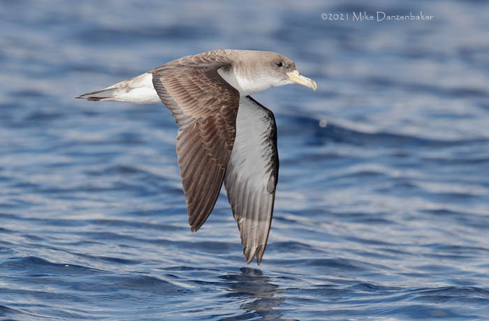 Cory's Shearwater (Calonectris diomedea) photo