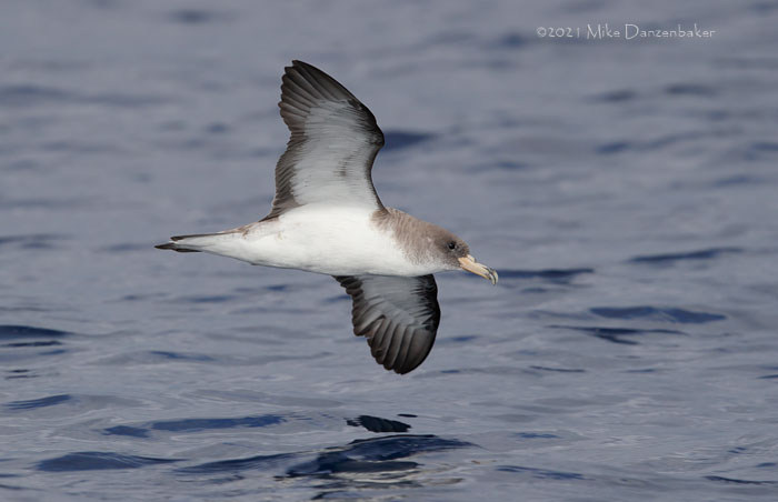 Cory's Shearwater (Calonectris diomedea) photo