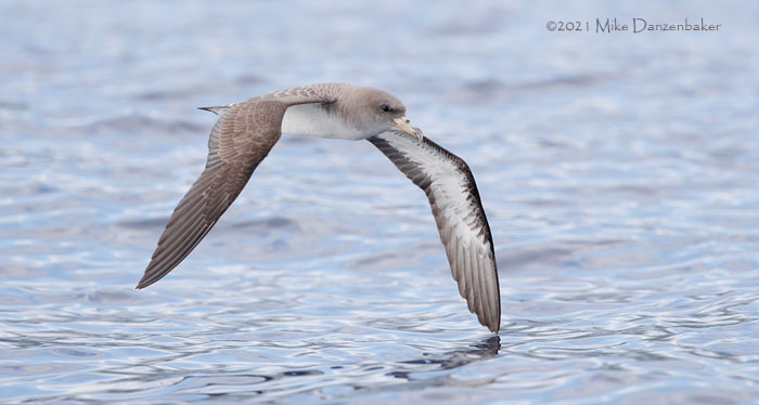 Cory's Shearwater (Calonectris diomedea) photo