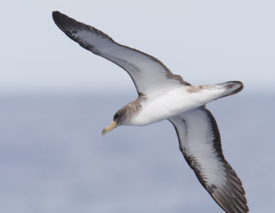 Cory's Shearwater (Calonectris diomedea) photo