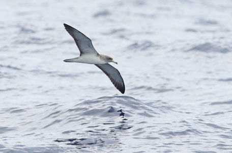 Cory's Shearwater (Calonectris diomedea) photo