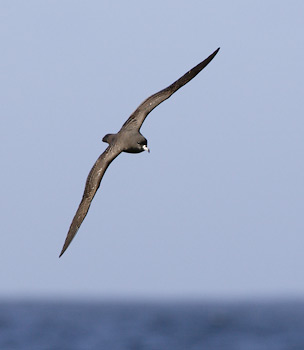 Flesh-footed Shearwater (Puffinus carneipes) photo