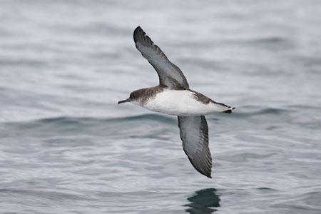Fluttering Shearwater (Puffinus gavia) photo