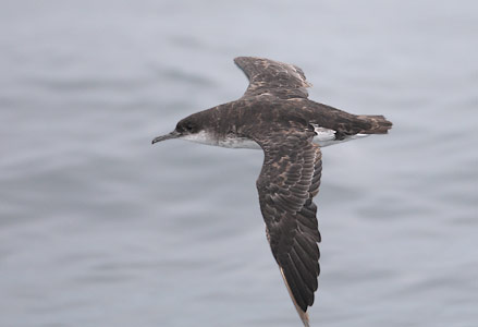 Fluttering Shearwater (Puffinus gavia) photo