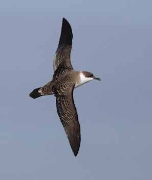 Greater Shearwater (Puffinus gravis) photo