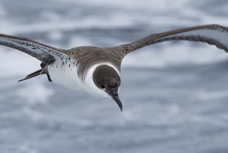 Greater Shearwater (Puffinus gravis) photo