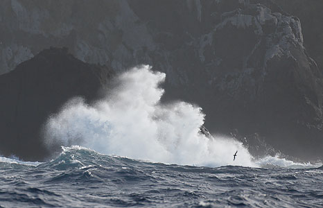 Greater Shearwater (Puffinus gravis) photo