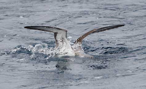 Greater Shearwater (Puffinus gravis) photo
