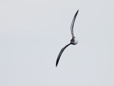 Hutton's Shearwater (Puffinus huttoni) photo