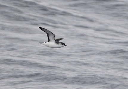 Little Shearwater (Puffinus assimilis) photo