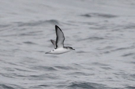 Little Shearwater (Puffinus assimilis) photo