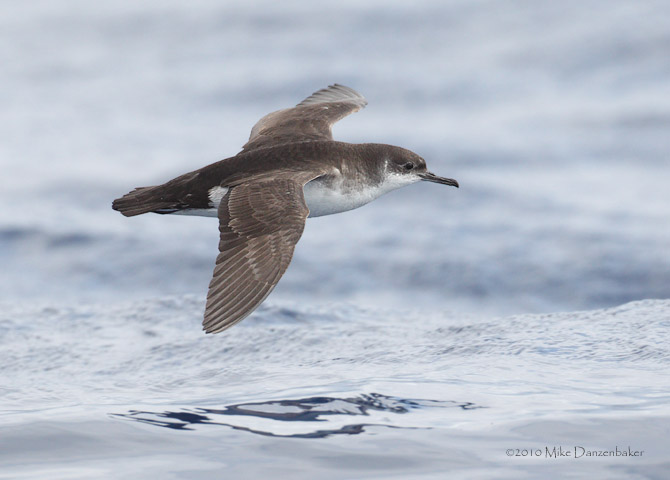 Manx Shearwater (Puffinus puffinus) photo