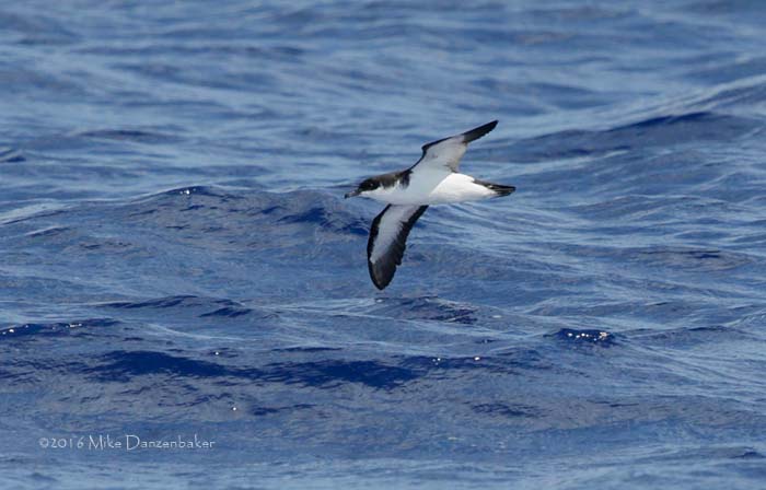 Newell's Shearwater (Puffinus newelli) photo