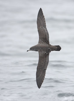 Pink-footed Shearwater (Puffinus creatopus) photo
