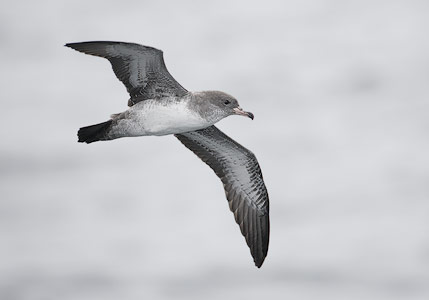 Pink-footed Shearwater (Puffinus creatopus) photo