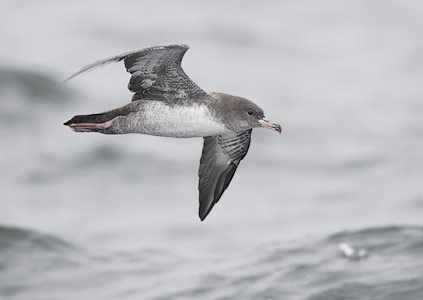 Pink-footed Shearwater (Puffinus creatopus) photo