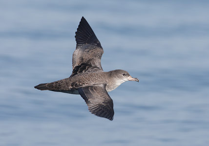Pink-footed Shearwater (Puffinus creatopus) photo