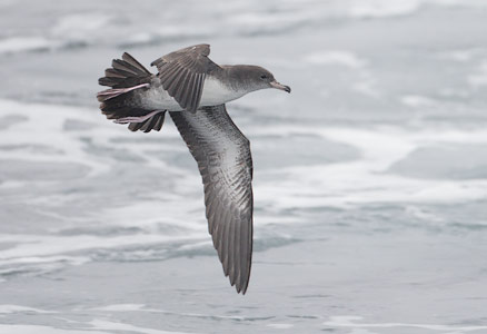 Pink-footed Shearwater (Puffinus creatopus) photo