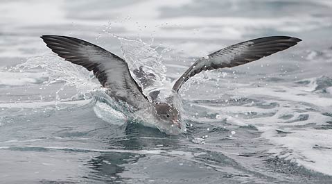 Pink-footed Shearwater (Puffinus creatopus) photo
