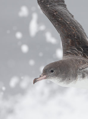 Pink-footed Shearwater (Puffinus creatopus) photo
