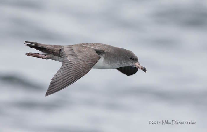 Pink-footed Shearwater (Puffinus creatopus) photo