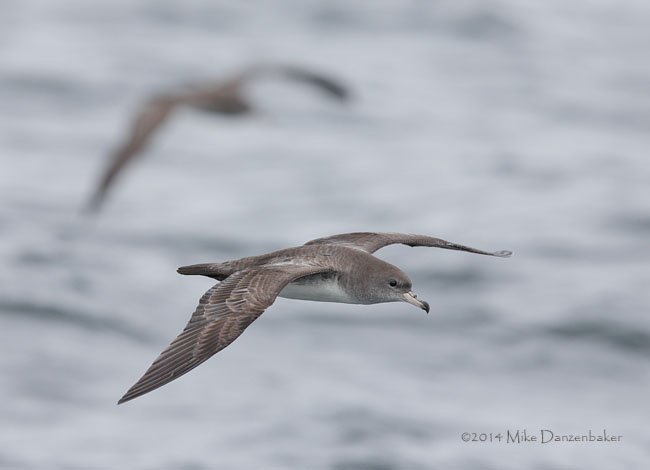 Pink-footed Shearwater (Puffinus creatopus) photo