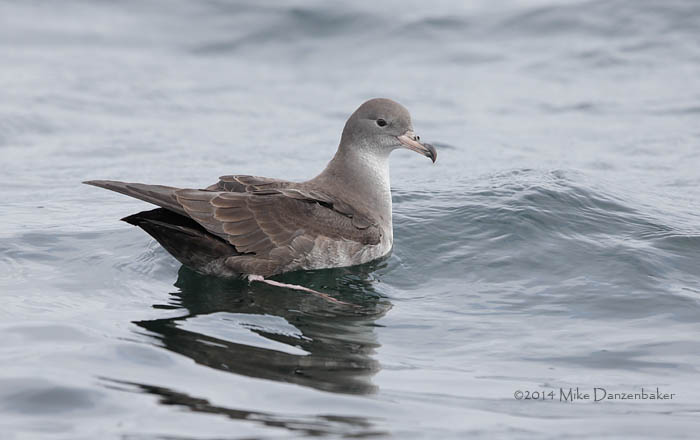 Pink-footed Shearwater (Puffinus creatopus) photo