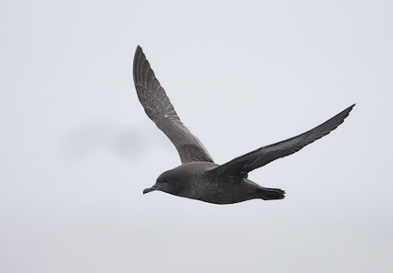 Sooty Shearwater (Puffinus griseus) photo