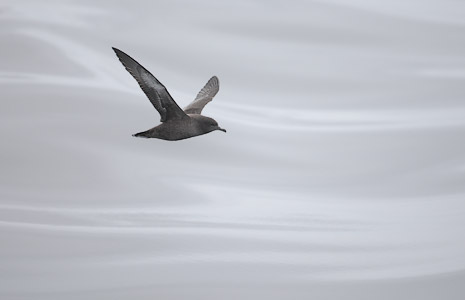 Sooty Shearwater (Puffinus griseus) photo