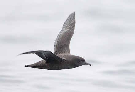 Sooty Shearwater (Puffinus griseus) photo
