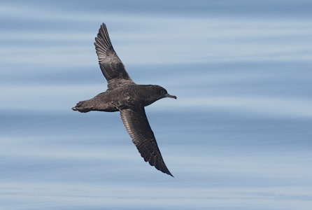 Sooty Shearwater (Puffinus griseus) photo